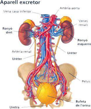 excretor.jpg excretor.jpg