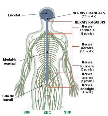 sistema-nervios.jpg sistema-nervios.jpg
