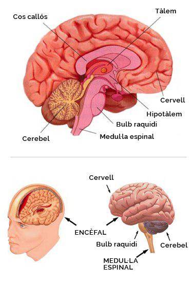 encefal.jpg encefal.jpg