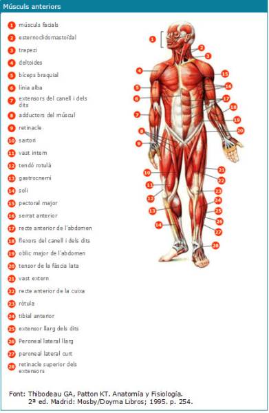 musculs-anteriors.jpg musculs-anteriors.jpg