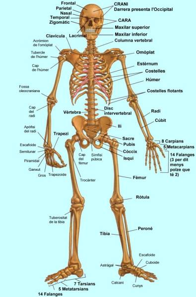 esquelet.jpg esquelet.jpg