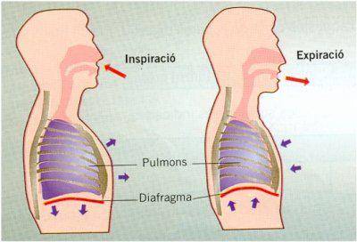respiracio.jpg respiracio.jpg