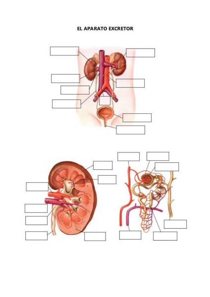 excretor-mut.jpg excretor-mut.jpg