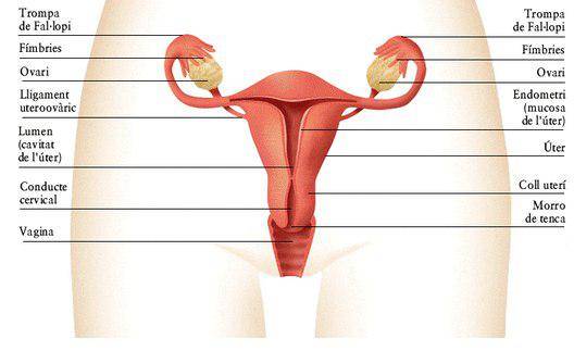 repro-fem2.jpg repro-fem2.jpg