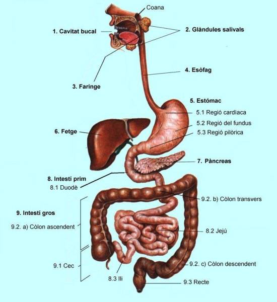digestiu.jpg digestiu.jpg