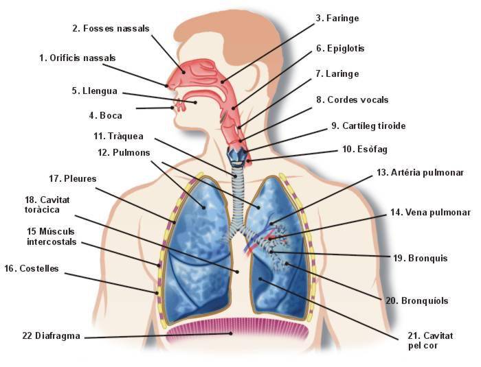 respiratori.jpg respiratori.jpg
