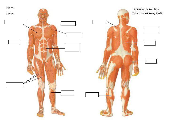 muscular_mut.jpg muscular_mut.jpg