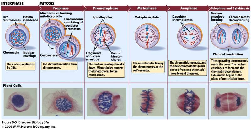 mitosis.jpg mitosis.jpg