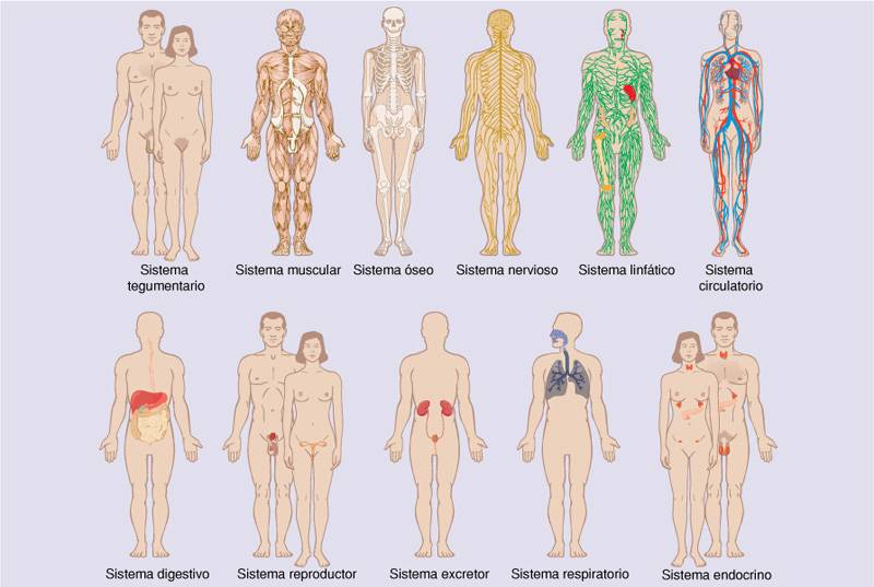 sistemes.jpg sistemes.jpg