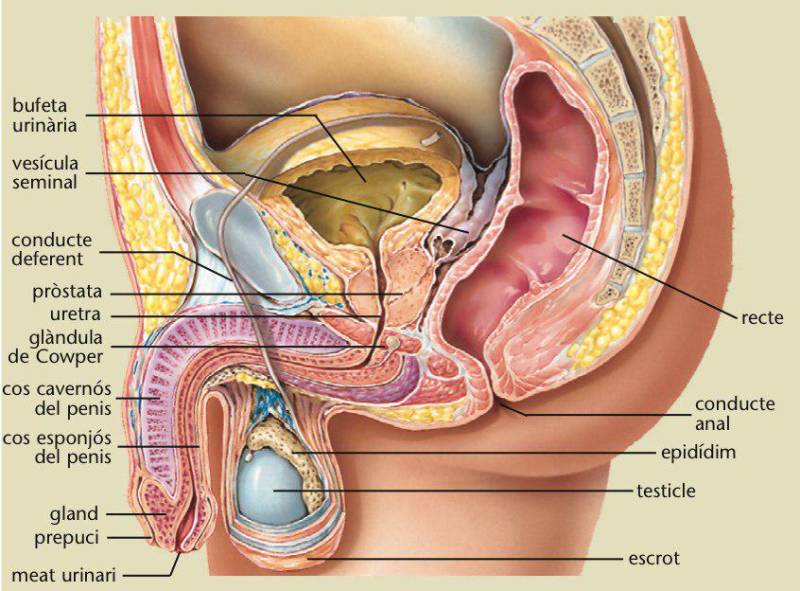 repro-masc.jpg repro-masc.jpg