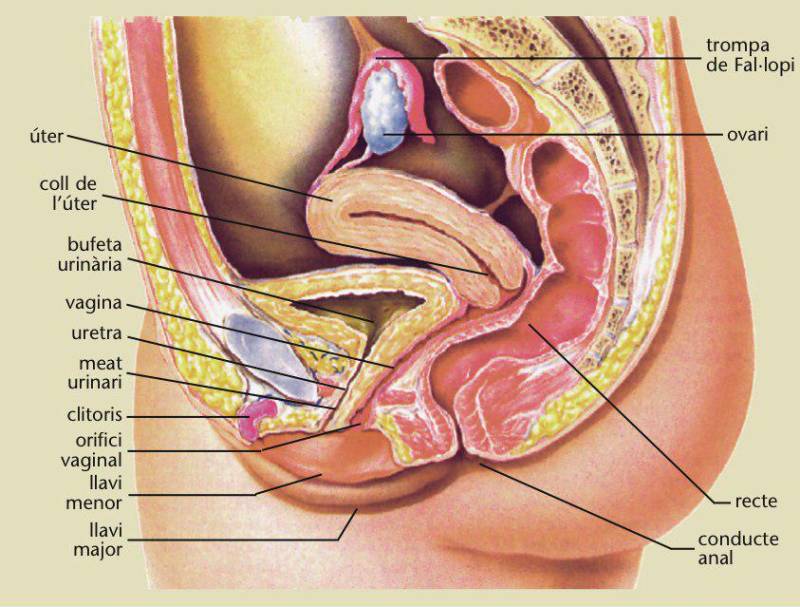 repro-fem.jpg repro-fem.jpg