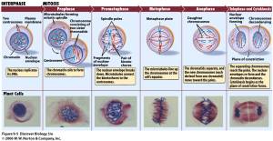 mitosis.jpg