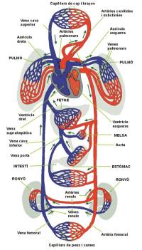 circulatori2.jpg