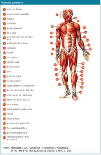 musculs-anteriors.jpg