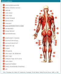 musculs-posteriors.jpg