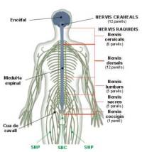 sistema-nervios.jpg